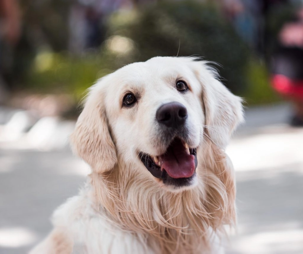Original image of a dog smiling.