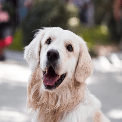 Horizontal flip of an image containing a dog smiling.