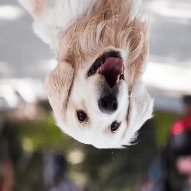 Vertical flip of an image containing a dog smiling.