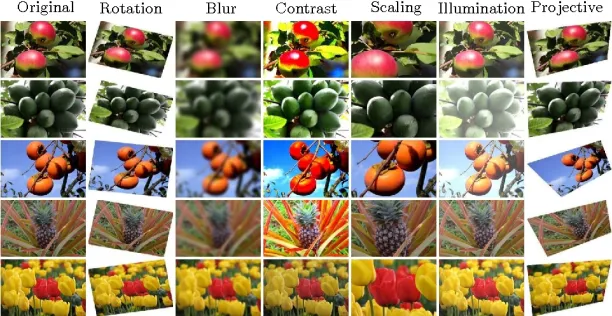Seven examples of image augmentation: rotation, blur, contrast, scaling, illumination & projective.