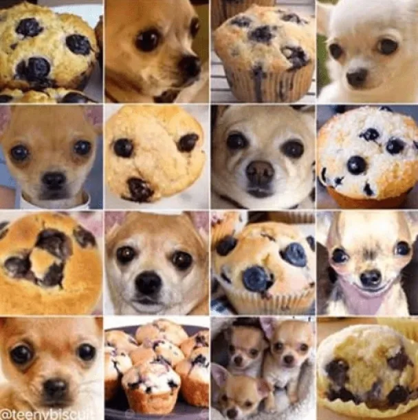 Images of muffins who look like Chihuahuas and vice versa. 