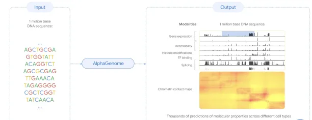 Image showing how AlphaGenome utilizes one million DNA letters to predict different molecular properties.