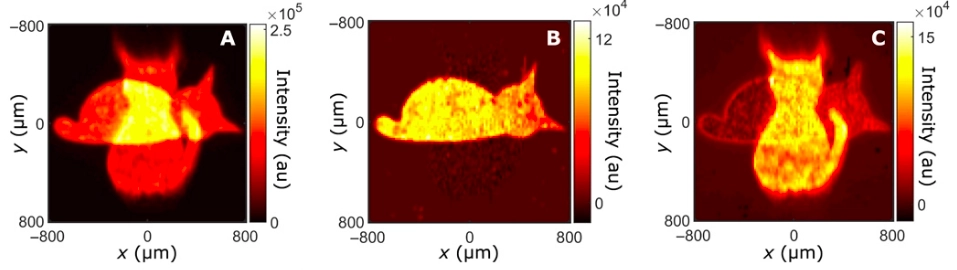 There are three different images created via quantum sensors and conventional sensors. Quantum sensors lighten the cat that is sleeping or dead while conventional one illuminates the standing cat. Cat image that is mirrored with quantum sensing appears in all three images.