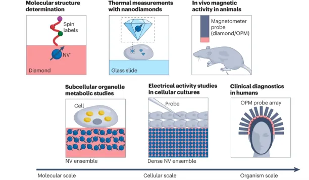 6 Different applications of quantum sensors in biomedical research ash three levels: 1. Molecular structure domination via diamond quantum sensors. 2. Thermal measurements with nano diamonds, 3. Invivo magnetic activity in animals with magnetometer and diamond. 4. Subcellular organelle metabolic studies 5. Electrical activity studies in cells. 5. clinical diagnostics in humans. 