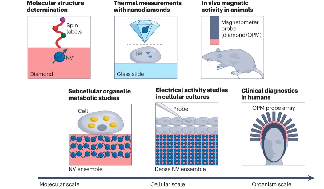 6 Different applications of quantum sensors in biomedical research ash three levels: 1. Molecular structure domination via diamond quantum sensors. 2. Thermal measurements with nano diamonds, 3. Invivo magnetic activity in animals with magnetometer and diamond. 4. Subcellular organelle metabolic studies 5. Electrical activity studies in cells. 5. clinical diagnostics in humans.